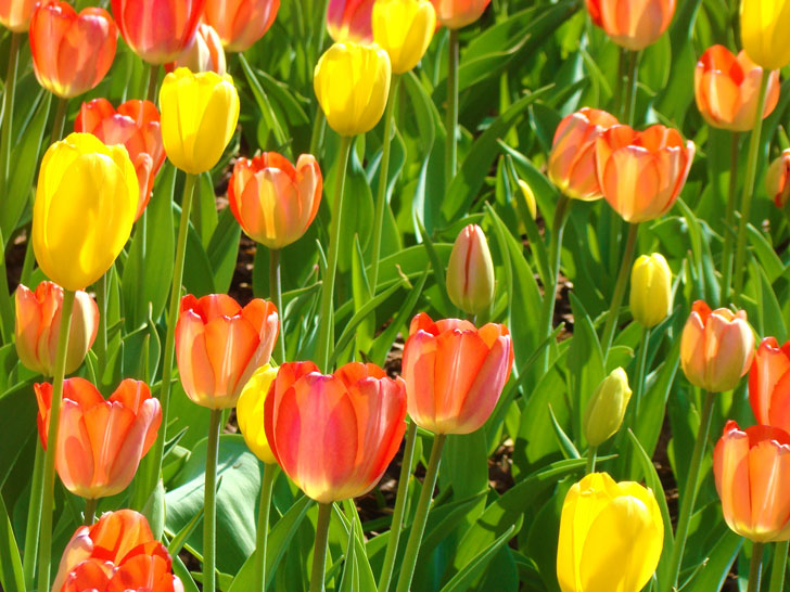 Atlanta Botanical Garden Tulips