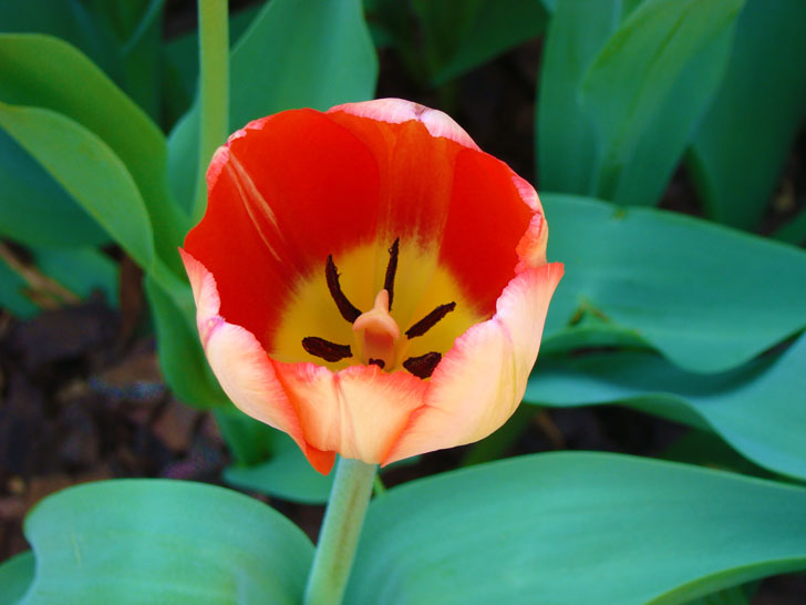 Atlanta Botanical Garden Tulips