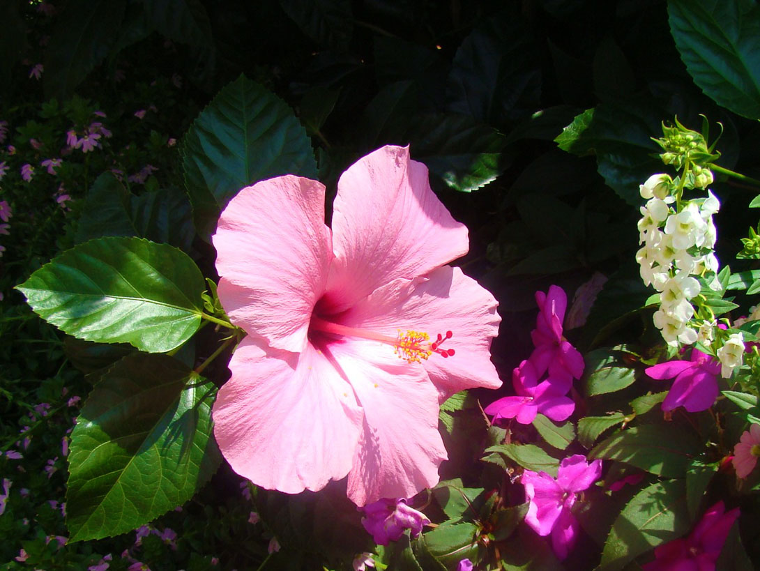 Walk to the Children's Garden