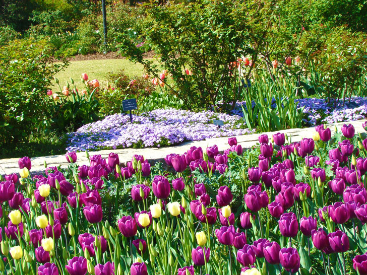 Atlanta Botanical Garden Tulips