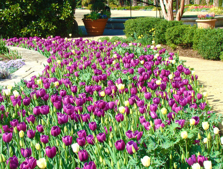 Atlanta Botanical Garden Tulips