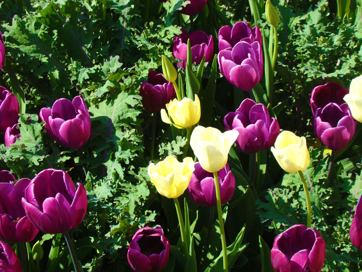 Atlanta Botanical Garden Tulips