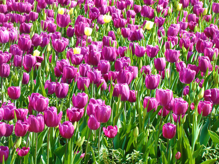 Atlanta Botanical Garden Tulips