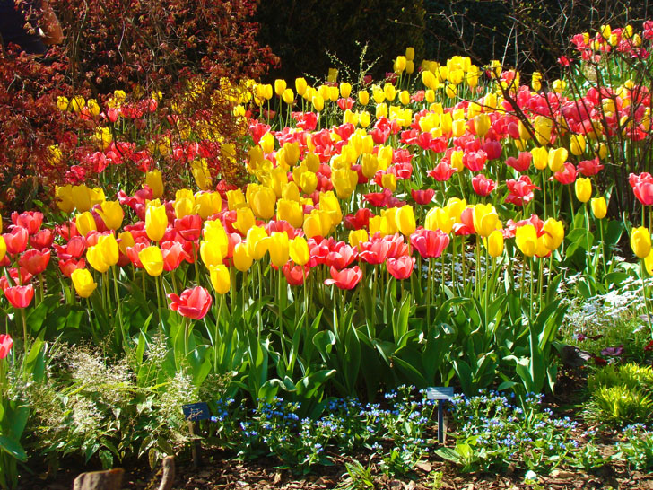 Atlanta Botanical Garden Tulips