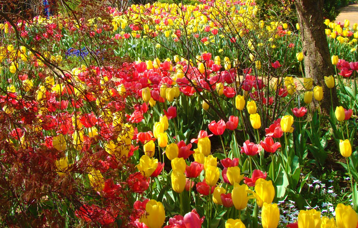 Atlanta Botanical Garden Tulips