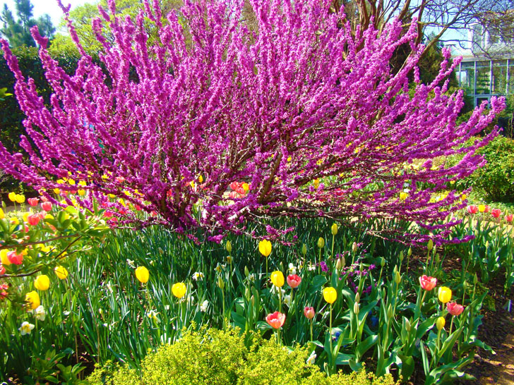 Atlanta Botanical Garden Tree and Tulips