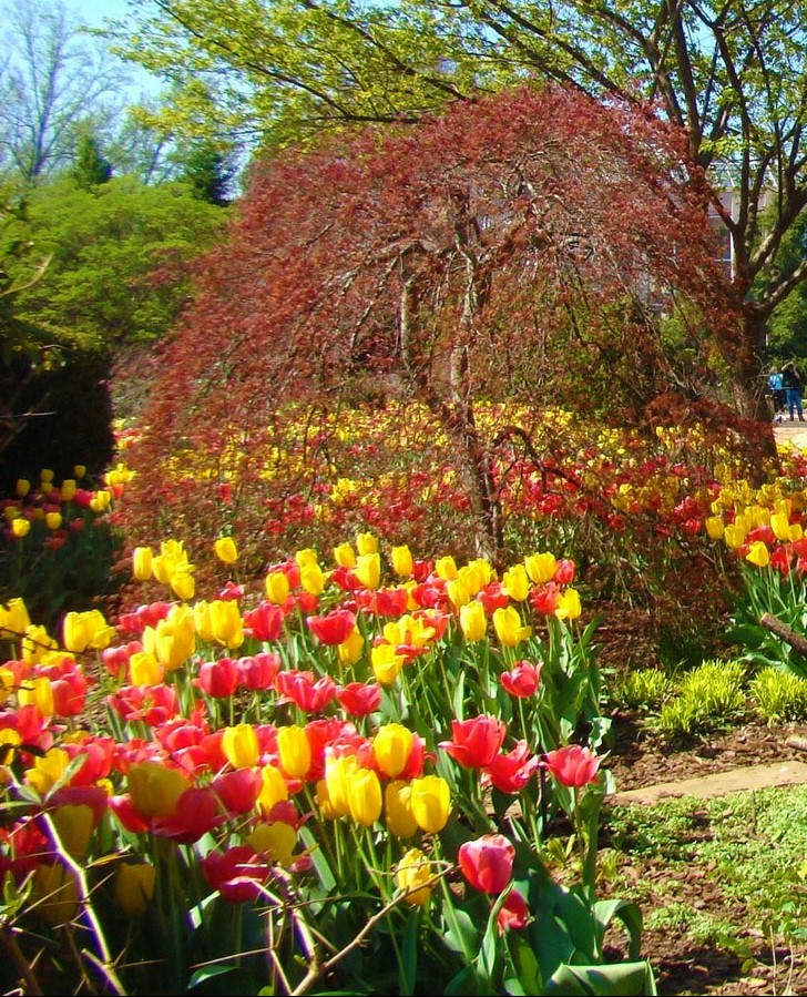 Atlanta Botanical Garden Tree and Tulips