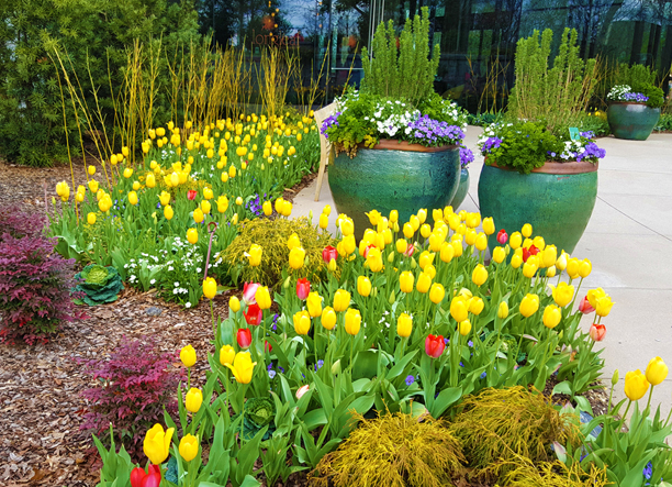 Tulips at the Longleaf Restaurant