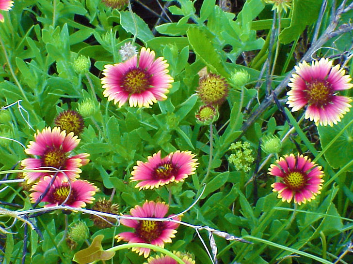 Beach Flowers St. Petersburg Florida