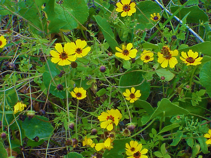 Beach Flowers St. Petersburg Florida