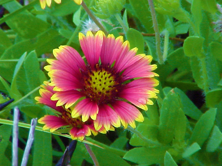 Beach Flowers St. Petersburg Florida