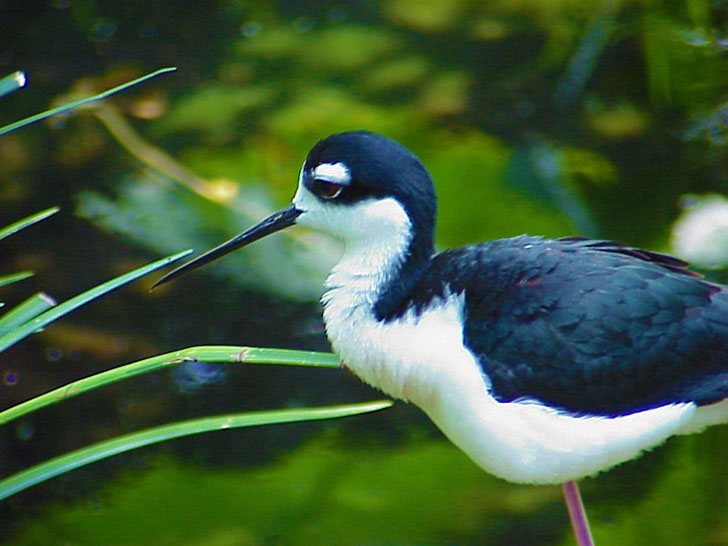 Bird Exhibit Busch Gardens Tampa