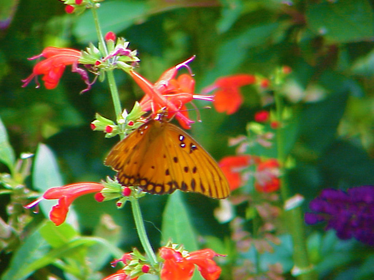 MOSI Butterfly Tampa Florida