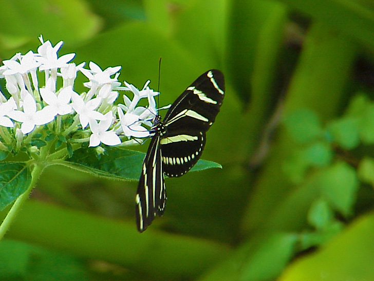 MOSI Butterfly Tampa Florida