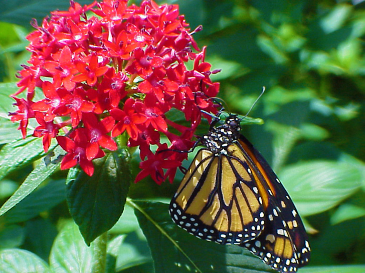 MOSI Butterfly Tampa Florida