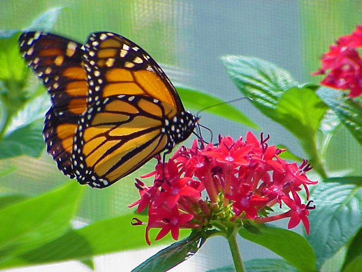 MOSI Butterfly Tampa Florida