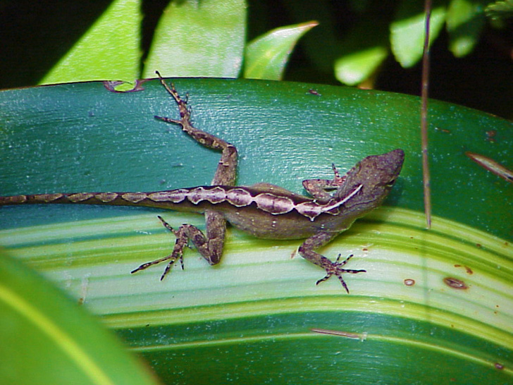 Cameleon Tampa Florida