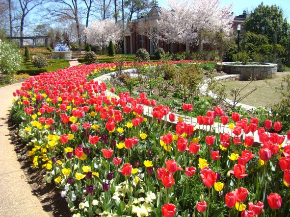 Tulips Alanta Botanical Garden