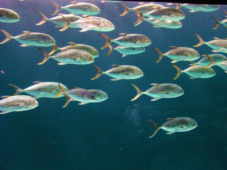 Georgia Aquarium Atlanta