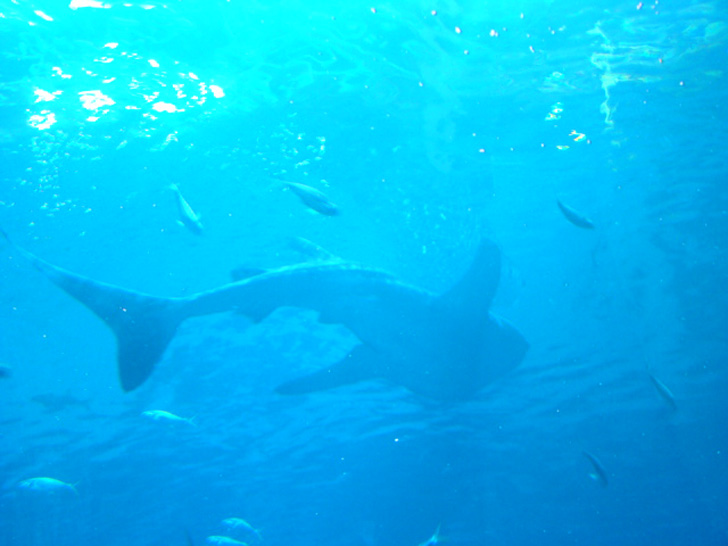 Georgia Aquarium Atlanta