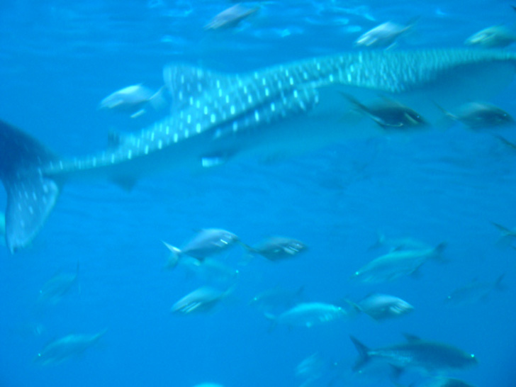 Georgia Aquarium Atlanta Shark