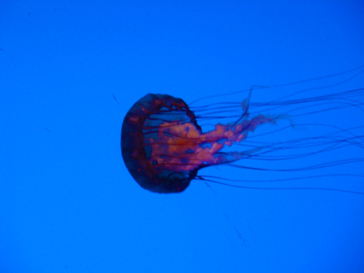 Georgia Aquarium Atlanta Jelly Fish