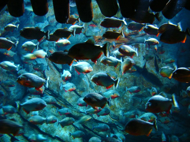 Georgia Aquarium Atlanta