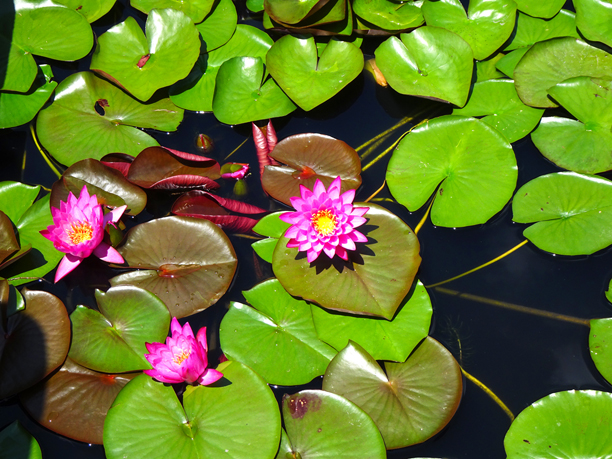 Reflecting Pond