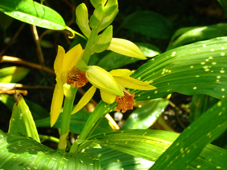 Atlanta Botanical Garden - Orchid Center