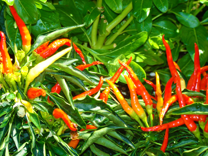 Atlanta Botanical Garden - Peppers in the Children's Garden