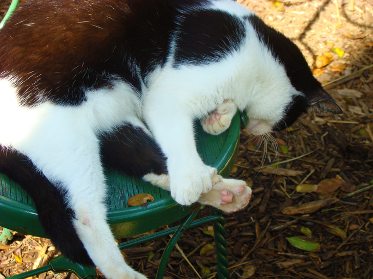 Hemingway's Six Toed Cat Posing with Toes Key West