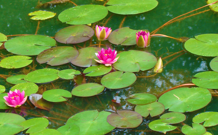 Water Lily Gardens