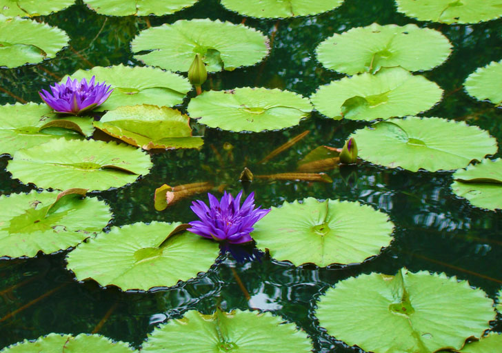 Water Lilies