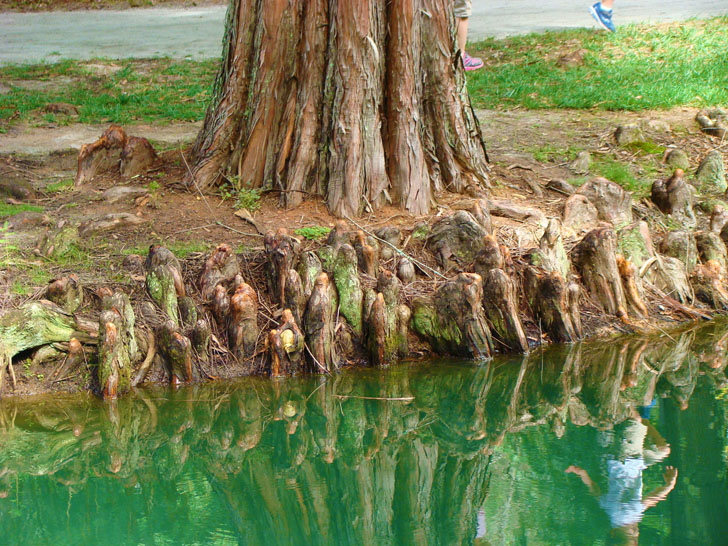 Cypress knees