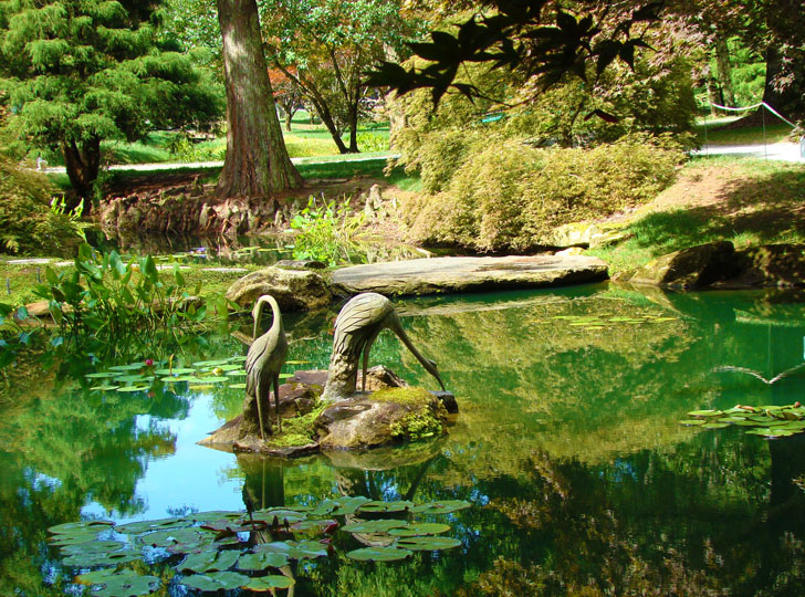 Birds on Lily Pond