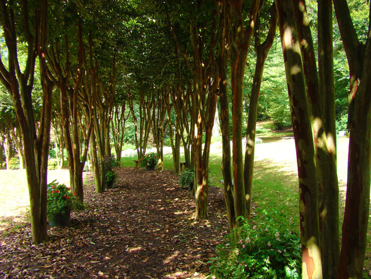 Crepe Myrtle Path