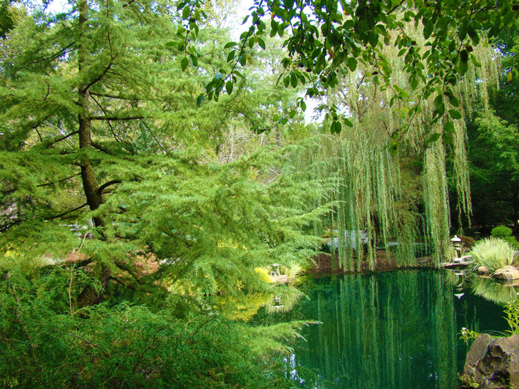 Japanese Gardens Willow on Pond