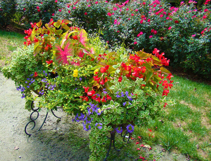 Flowers in Cart