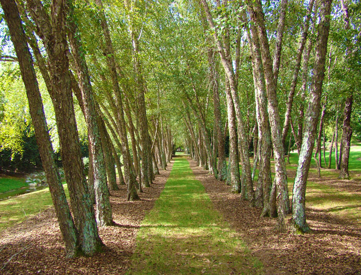 Garden Path