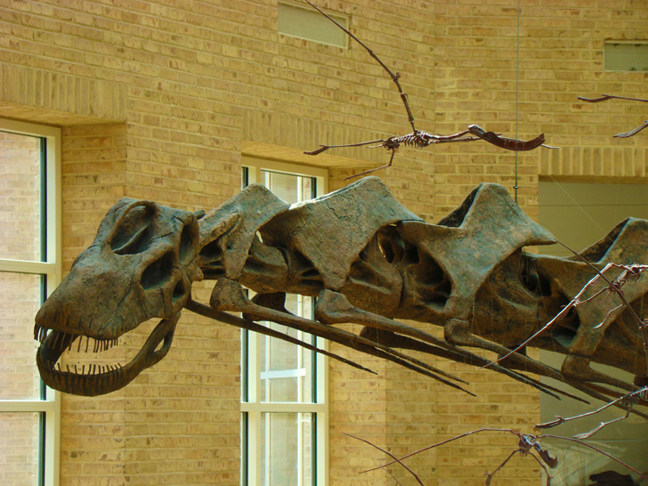 Fernbank Museum Atlanta Dinosaur