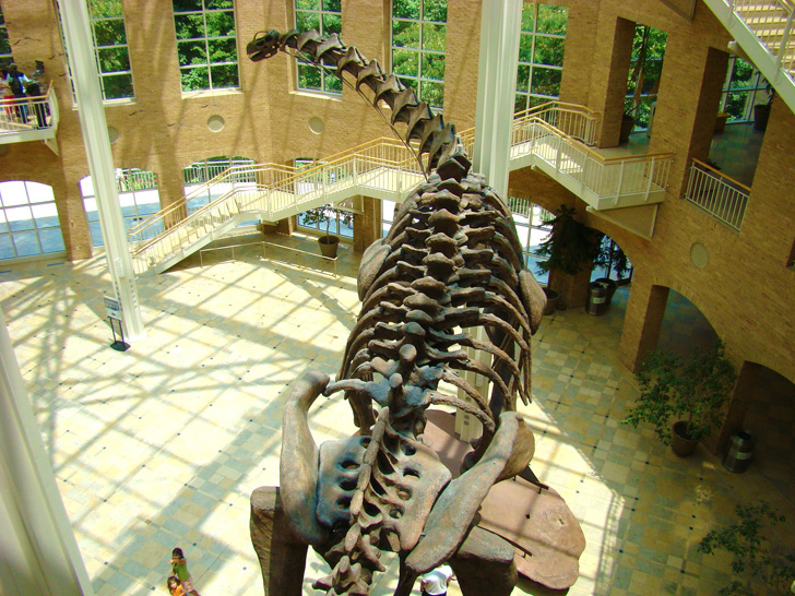 Fernbank Atlanta Dinosaur