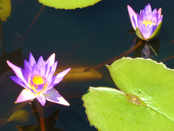 Atlanta Botanical Garden Plant Pond