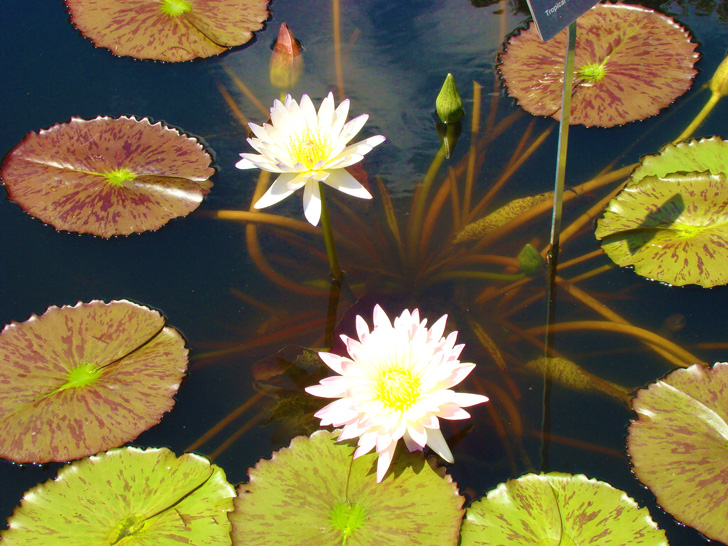 Atlanta Botanical Garden Plant Pond