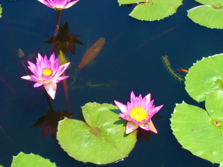 Atlanta Botanical Garden Plant Pond