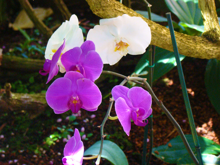 Atlanta Botanical Garden Orchid Center