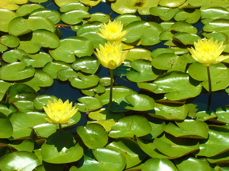 Atlanta Botanical Garden Plant Pond