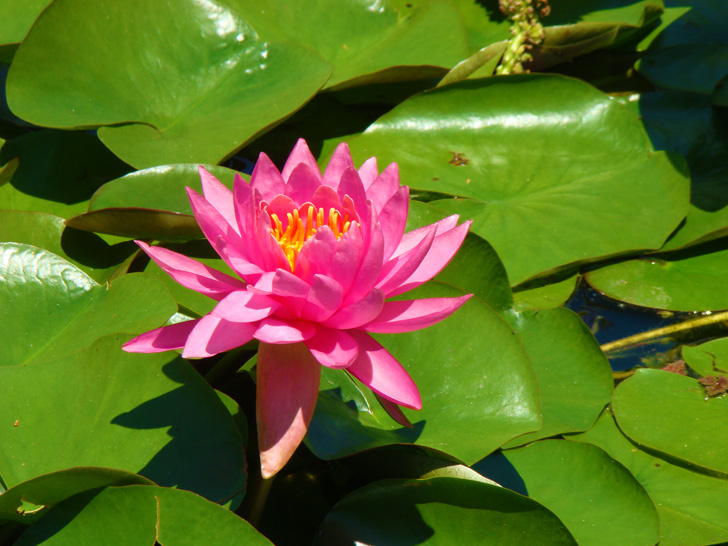 Atlanta Botanical Garden Plant Pond