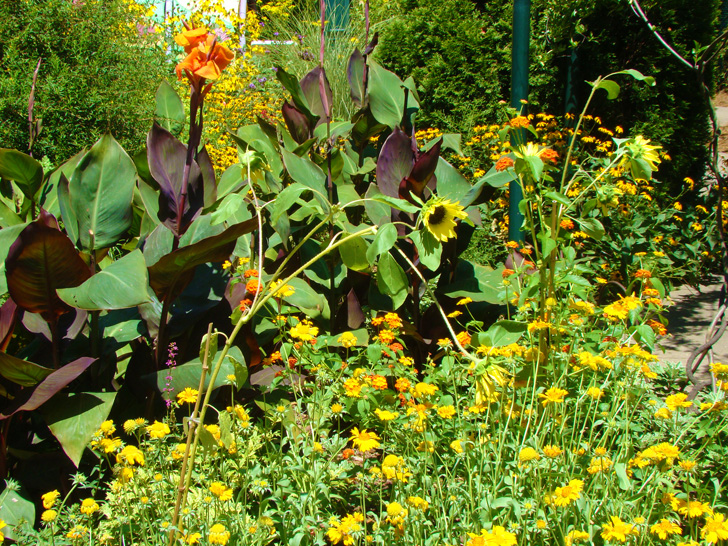 Atlanta Botanical Garden Wild Flowers