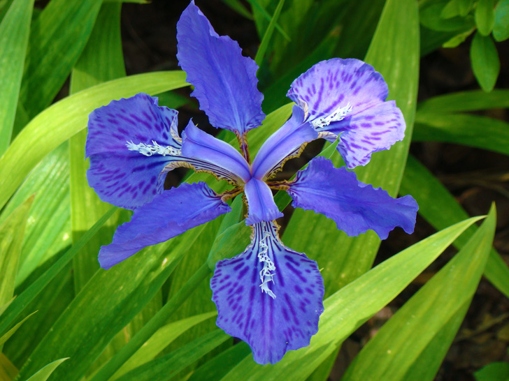 Atlanta Botanical Garden Iris