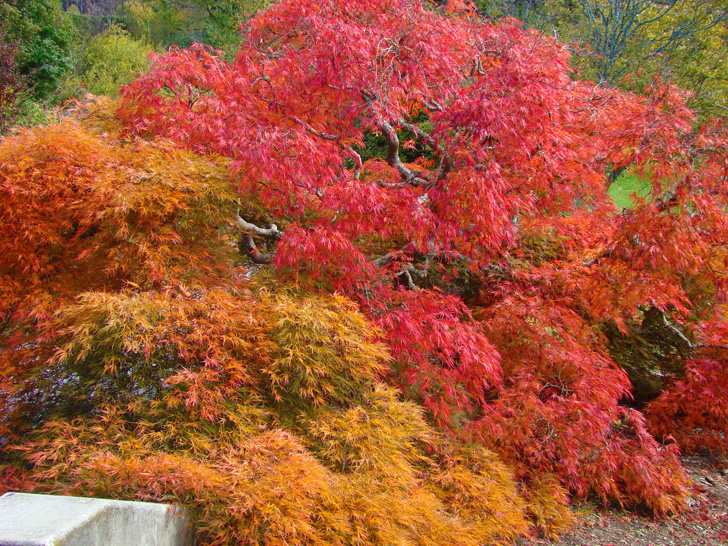 Foliage The Biltmore Estate